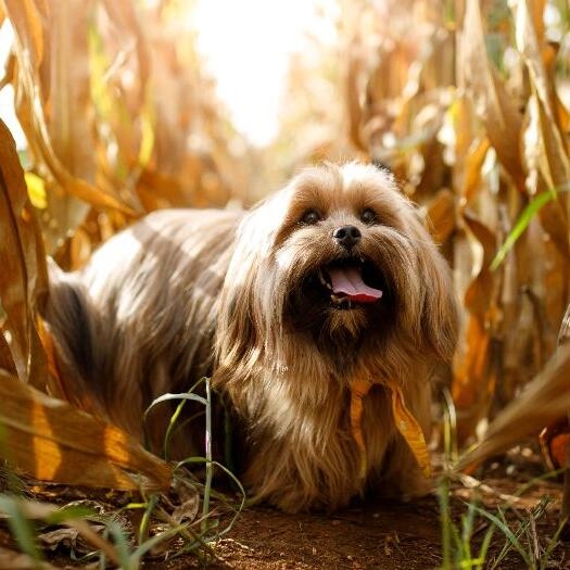 Lhasa apso hot sale brachycephalic